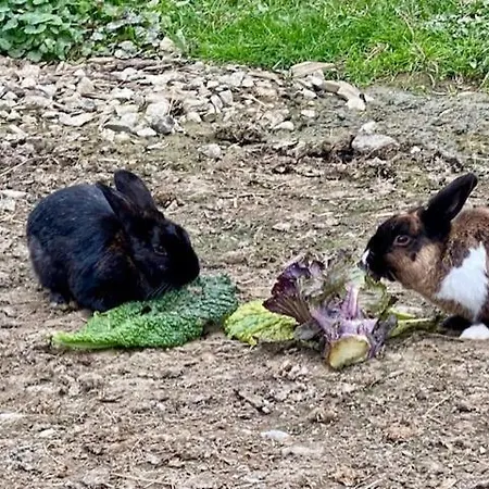 Сasa de vacaciones Kellerstoeckl Am Gut Kunterbunt Hartl